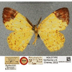 /filer/webapps/moths/media/images/A/apicirubra_Ptochophyle_HT_NHMUKa.jpg