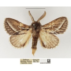/filer/webapps/moths/media/images/D/donaldsoni_Sena_AM_NHMUK.jpg