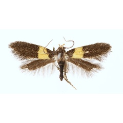 /filer/webapps/moths/media/images/F/frontella_Chrysoesthia_MHT_NHMO.jpg
