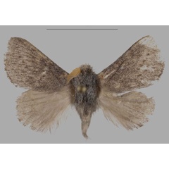 /filer/webapps/moths/media/images/A/asterae_Gaiarana_HT_Mueller.jpg