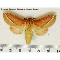 /filer/webapps/moths/media/images/B/butiti_Streblote_A_OUMNH_01.jpg