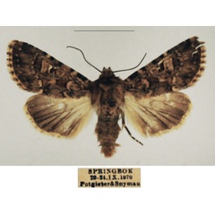 /filer/webapps/moths/media/images/C/cimbebasia_Hadula_AM_TMSA_01_dYomf2f.jpg