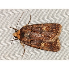 /filer/webapps/moths/media/images/L/leuconephra_Athetis_A_Braun.jpg