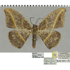 /filer/webapps/moths/media/images/A/atreus_Milocera_PTM_ZSMa.jpg