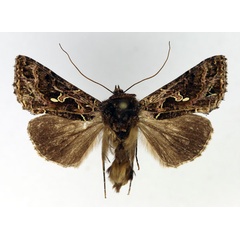 /filer/webapps/moths/media/images/P/perispomena_Ctenoplusia_AM_Aulombard.jpg