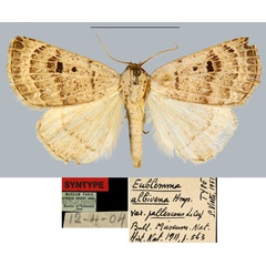 /filer/webapps/moths/media/images/P/pallescens_Eublemma_ST_MNHN.jpg