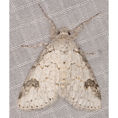 /filer/webapps/moths/media/images/C/clarki_Laelia_A_Heyns_01.jpg