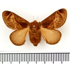 /filer/webapps/moths/media/images/A/anacompa_Ctenolita_AF_BMNH.jpg