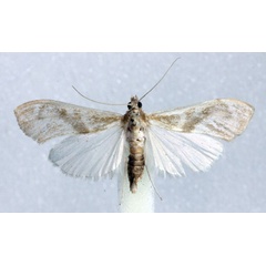 /filer/webapps/moths/media/images/I/incoloralis_Agathodes_AM_Agassiz.jpg
