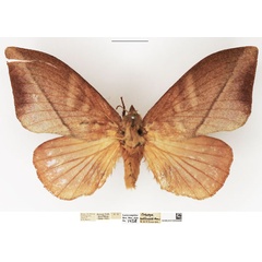 /filer/webapps/moths/media/images/R/rectilineata_Muzunguja_AF_NHMUK.jpg