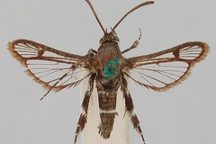 Crinipus leucozonipus