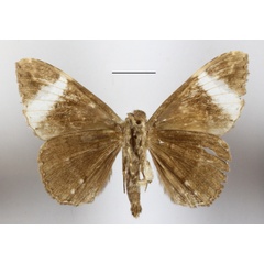 /filer/webapps/moths/media/images/V/versicolor_Tolna_A_MGCLb_01.jpg