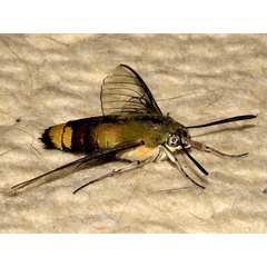 /filer/webapps/moths/media/images/V/virescens_Cephonodes_A_Braun_9.jpg