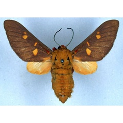 /filer/webapps/moths/media/images/H/humphreyi_Balacra_HT_BMNH_01.jpg