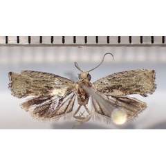 /filer/webapps/moths/media/images/S/spiculifera_Cosmetra_AM_Bippus.jpg