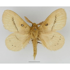 /filer/webapps/moths/media/images/O/orientalis_Philotherma_AM_Basquin.jpg