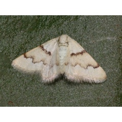 /filer/webapps/moths/media/images/P/prophanes_Acidaliastis_A_Roland.jpg