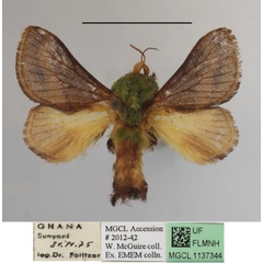 /filer/webapps/moths/media/images/N/nana_Latoia_A_MGCLa_02.JPG