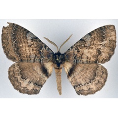/filer/webapps/moths/media/images/E/edulis_Striphnopteryx_AM_NHMO_01.jpg