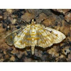 /filer/webapps/moths/media/images/Q/quaternalis_Notarcha_A_Roland_01_v4mJO5m.jpg