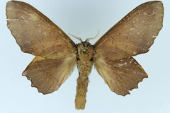 Morongea avinoffi