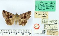 /filer/webapps/moths/media/images/A/afrocculta_Grammodes_HT_BMNH.jpg