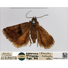 /filer/webapps/moths/media/images/B/brunneosa_Eublemma_HT_NHMUK.jpg