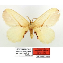 /filer/webapps/moths/media/images/B/basquini_Stenoglene_PT1_Basquin_BXfDmdT.jpg