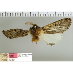 /filer/webapps/moths/media/images/P/pinheyi_Atrasana_HT_NMB.jpg