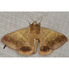 /filer/webapps/moths/media/images/I/indeterminata_Achaea_A_Heyns_01.JPG