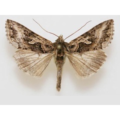 /filer/webapps/moths/media/images/C/circumflexa_Syngrapha_A_Goff.jpg