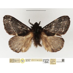 /filer/webapps/moths/media/images/C/craterum_Streblote_PTM_NHMUK_02.jpg