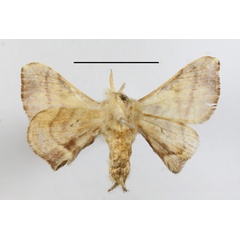 /filer/webapps/moths/media/images/O/obliquisigna_Racinoa_A_MGCLb_02.JPG