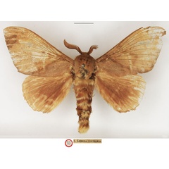 /filer/webapps/moths/media/images/C/contraria_Lebeda_HT_NHMUK.jpg