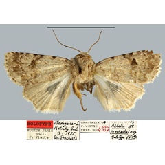 /filer/webapps/moths/media/images/P/prochaskai_Athetis_HT_MNHN.jpg