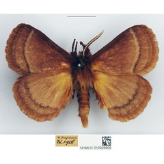 /filer/webapps/moths/media/images/T/trilineata_Cyrtojana_AM_NHMUK.jpg