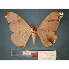 /filer/webapps/moths/media/images/P/paratyrrhena_Pseudobunaea_HT_RMCA_02.jpg