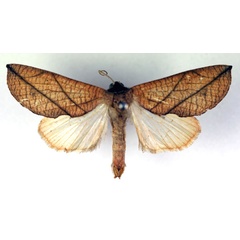 /filer/webapps/moths/media/images/L/longivalvis_Arcyophora_A_RMCA.jpg