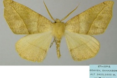 Xanthisthisa copta