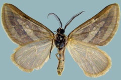 Conchylia ditissimaria