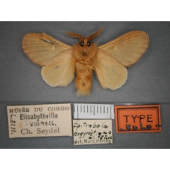 /filer/webapps/moths/media/images/A/argyrostigma_Epitrabala_HT_RMCA_02.jpg