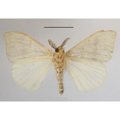 /filer/webapps/moths/media/images/M/manicata_Heteronygmia_AM_MGCLb_01.JPG