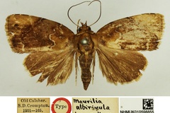 Maurilia albirivula