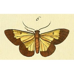 /filer/webapps/moths/media/images/E/eucharis_Zamarada_Drury3_22_6.jpg