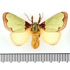 /filer/webapps/moths/media/images/L/lanceolata_Parasa_AF_BMNH.jpg