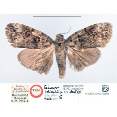 /filer/webapps/moths/media/images/I/idioptila_Giaura_HT_NHMUK.jpg