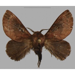 /filer/webapps/moths/media/images/B/barbarae_Pseudometa_PTM_NHMO.jpg