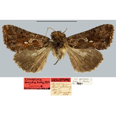 /filer/webapps/moths/media/images/A/amydra_Ctenoplusia_HT_MNHN.jpg