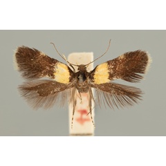 /filer/webapps/moths/media/images/F/frontella_Chrysoesthia_FPT_MfN.jpg