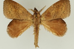 Leipoxais peraffinis